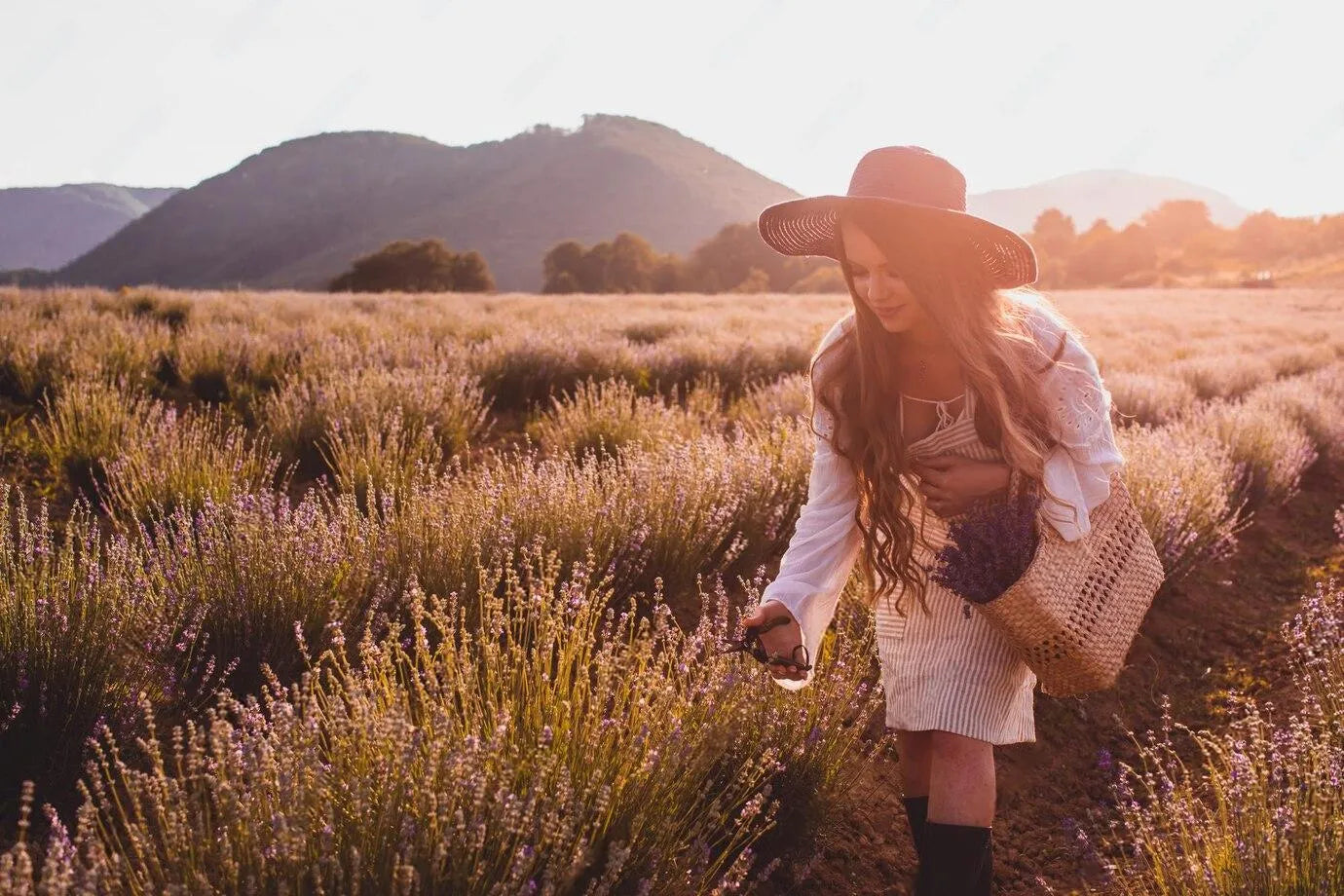 Femme dans un champ de lavande au coucher du soleil, cueillant des fleurs. Cette image évoque les ingrédients naturels utilisés dans les soins Derma'Love. La lumière dorée sur sa peau illustre l'éclat que nos produits apportent, en harmonie avec la nature et ses bienfaits pour une beauté authentique.