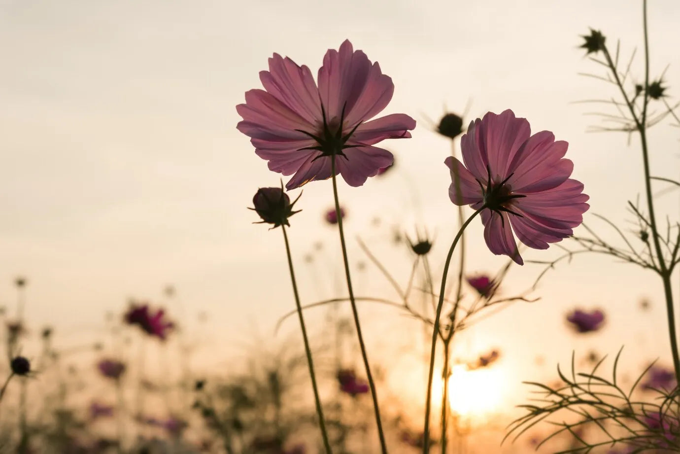 Fleurs échinacée au coucher du soleil, symbolisant la beauté naturelle des ingrédients utilisés dans les soins Derma'Love. La délicatesse des pétales et la lumière dorée évoquent la douceur et l'éclat que nos produits apportent à votre peau, en harmonie avec la nature.