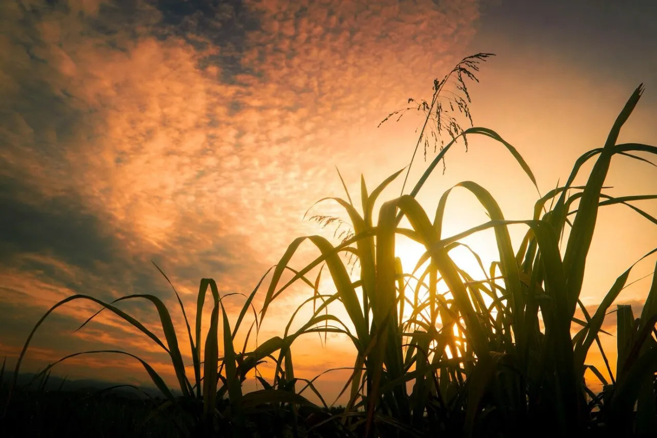 Herbes sauvages silhouettées au coucher du soleil, baignées dans une lumière dorée. Cette image évoque la pureté des ingrédients naturels utilisés dans les soins Derma'Love. Le ciel aux couleurs chaudes symbolise l'éclat que nos produits apportent à votre peau, en harmonie avec les bienfaits de la nature.