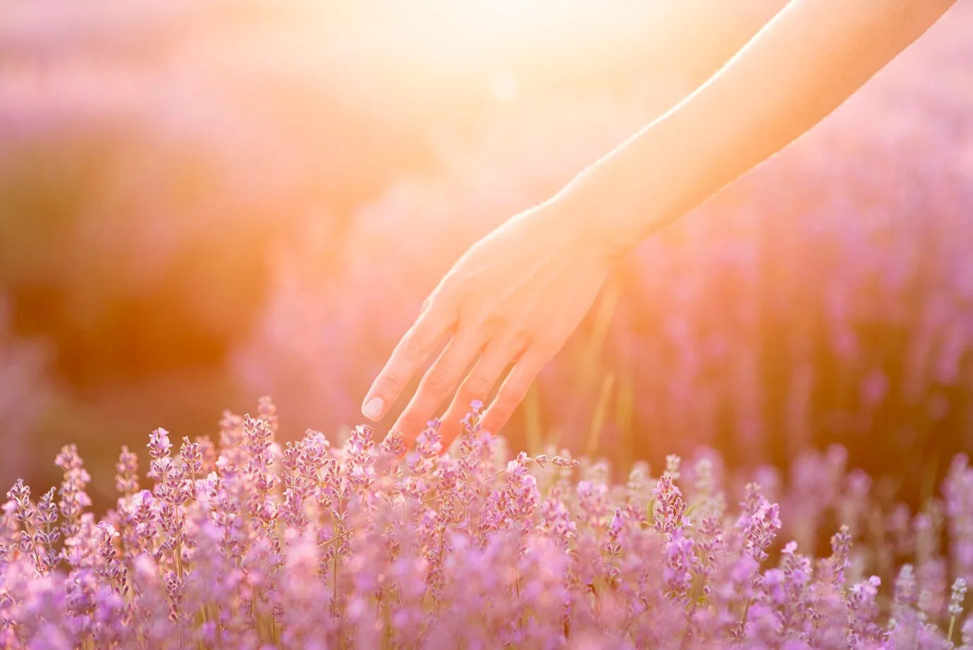 Main délicate effleurant un champ de lavande au coucher du soleil. Cette image évoque la douceur des ingrédients naturels utilisés dans les soins Derma'Love. La lumière dorée sur la peau illustre l'éclat que nos produits apportent, en harmonie avec la nature pour une beauté authentique et rayonnante.