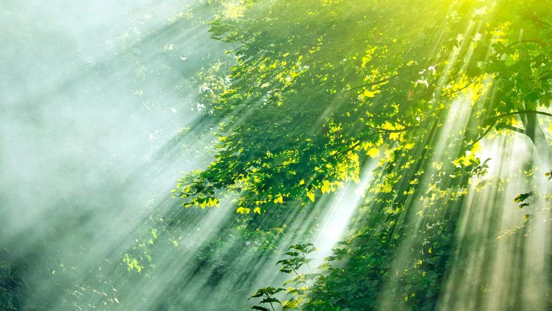 Rayons de lumière naturelle traversant un feuillage vert éclatant, symbolisant la pureté et l'authenticité des soins naturels Derma'Love. Cette atmosphère éthérée évoque notre engagement pour des formules clean beauty qui illuminent et subliment la peau, en harmonie avec la nature.